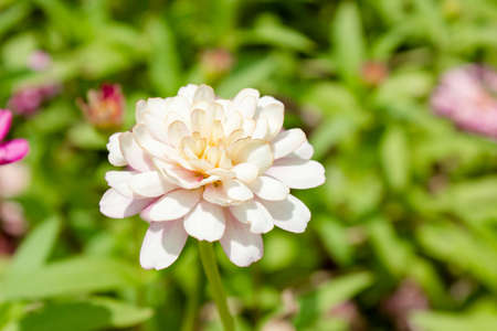 White flower in gardenの写真素材