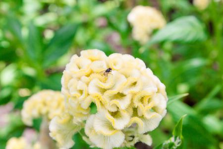 Insect on the flowerの写真素材