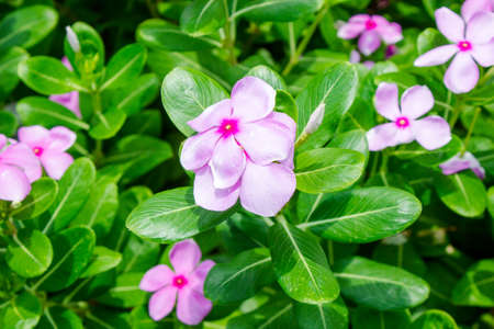 Pink flowerの写真素材