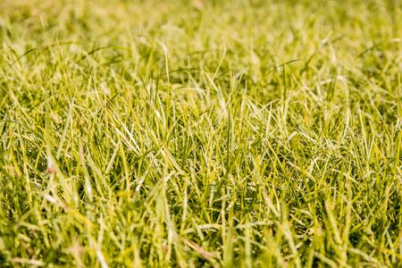 Grassの写真素材