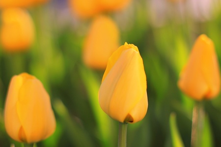 Beautiful spring yellow tulipsの写真素材