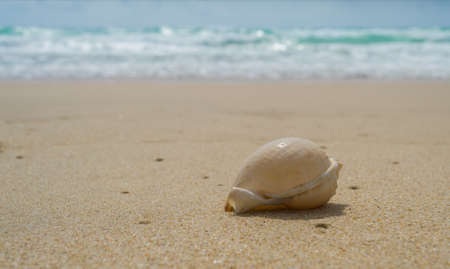 Sea shell on sand at surin beach in phuket , Thailand