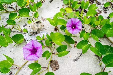Ipomoea flowers on the beach of Thailandの写真素材