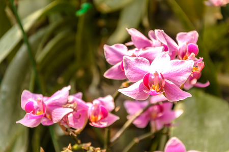 pink orchid flowerの写真素材