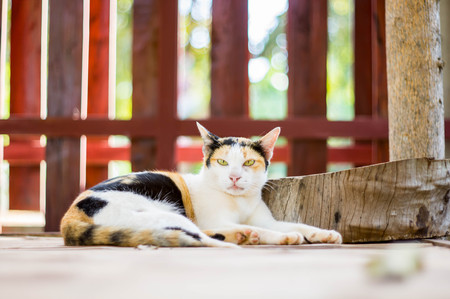 cat close-up sleepの写真素材