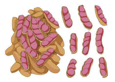 boiled peanut on white background illustration vector