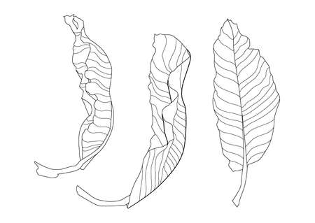 Skeletal leaves dry leaf lined design on white background illustration vectorのイラスト素材