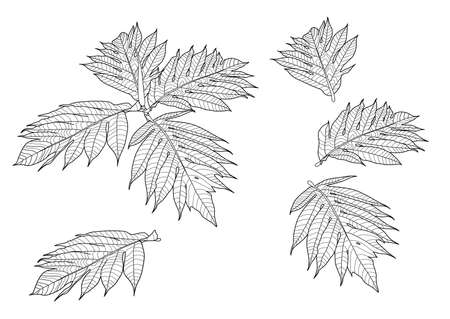 Leaves breadfruit line single leaf and leaf pattern black Bring to color decorate on white background illustration  vectorのイラスト素材