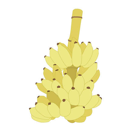 yellow banana fruit ripe on white background illustration vectorのイラスト素材