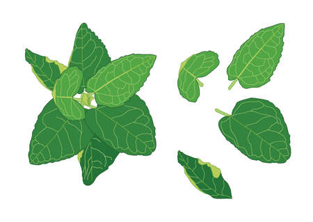 Green Leaves fresh abstract isolated on white background illustration vectorのイラスト素材