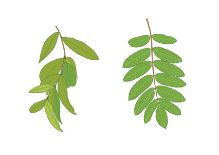 Green Leaves fresh abstract isolated on white background illustration vectorのイラスト素材