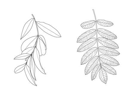 Leaves line single leaf and leaf pattern black Bring to color decorate on white background illustration  vectorのイラスト素材