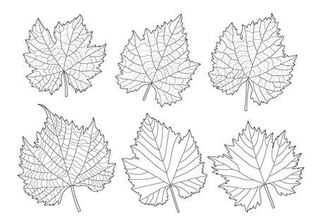 Leaves line single leaf and leaf pattern black Bring to color decorate on white background illustration  vectorのイラスト素材