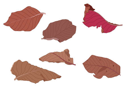 colour brown dry leaf paint on white background illustration vectorのイラスト素材
