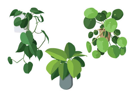 green leaves trees in pots fresh on white background illustration vectorのイラスト素材
