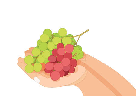 grapes in the hand human on white background illustration vectorのイラスト素材