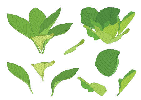 green Leaves fresh abstract isolated on white background illustration vectorのイラスト素材