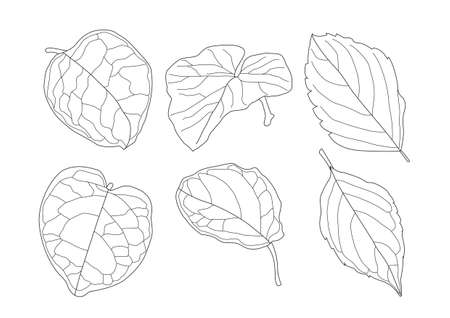 Leaves line single leaf and leaf pattern black Bring to color decorate on white background illustration  vectorのイラスト素材