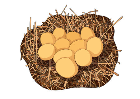 chicken egg in the nest design colorful on white background  illustration  vectorのイラスト素材