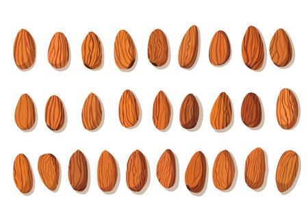 almond nut isolated on white background illustration vectorのイラスト素材