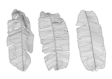 Line banana leaf lined design fresh on white background illustration vectorのイラスト素材