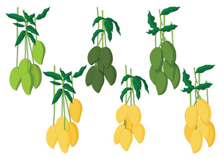 mango nam dok mai fresh and ripe on white background illustration vectorのイラスト素材