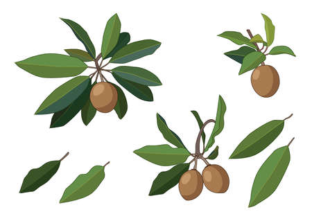 sapodilla fruit fresh and leaf isolated on white background illustration vectorのイラスト素材