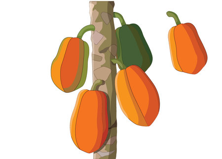 papaya fruit ripe and papaya tree isolated, delicious ripe fruit.to cook.のイラスト素材