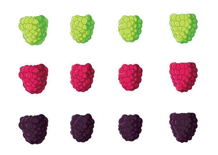 raspberry fruit fresh and isolated on white background illustration vector