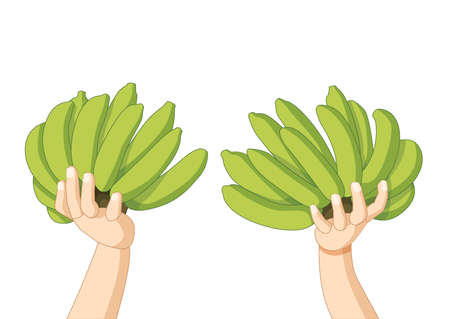 banana fruit fresh in human hand two and isolated on white background illustration vectorのイラスト素材