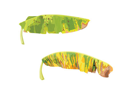 dried banana leaf design isolated.leaf brown and green on white background illustration vectorのイラスト素材