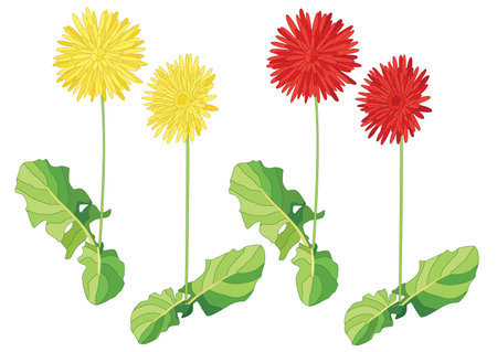 yellow red gerbera flower colorful isolated on white background illustration vectorのイラスト素材