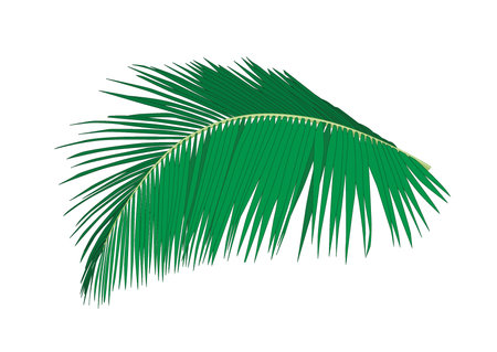 coconut leaves on white backgroundのイラスト素材