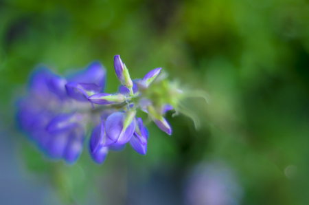 Beauty of nature. Art of macro photography. Selective Deep Of Field.の写真素材