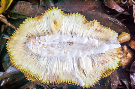 A cross section of a ripe  Giant Jack Fruit .
