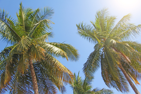 Green beautiful palms with coconuts against the blue sky and sun. Beautiful tropical and exotic background or landscape.の写真素材
