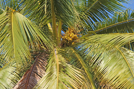 Green beautiful palms with coconuts against the blue sky and sun. Beautiful tropical and exotic background or landscape.の写真素材