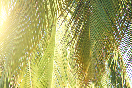 Green Leaves of a palm tree and the sun. Exotic Tropical background. Palms in India, Goa. Copy Space.の写真素材