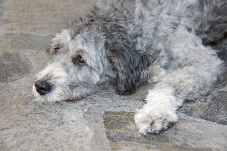 The dog lies and is sad in expectation of the ownerの写真素材