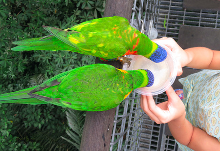 Feeding parrots in a bird park Singaporeの写真素材
