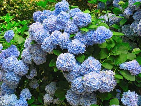 Blue hydrangea, flowers grow on a bush. Photo taken in the botanical garden of Batumi Georgia