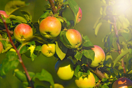 Red green ripe apples on a branch