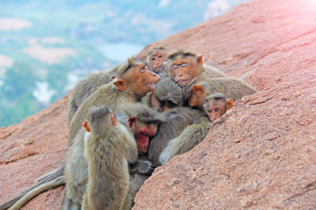 Monkey family sleeps in the mountain in the early morningの写真素材