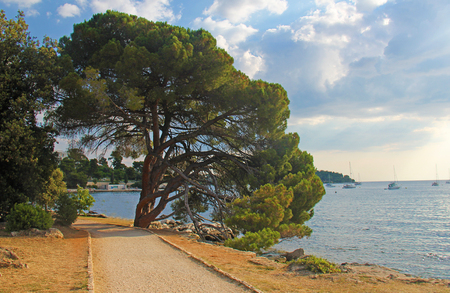 Large green pine tree on the beach in Rovinj, Croatiaの写真素材