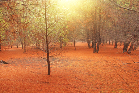 Magical and Fairy Cedar Forest with Thick Fog at the Foot of Mount Etna with a Cover of Red and Terracotta Needles. The island of Sicily, Italy.の写真素材