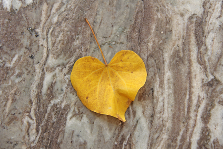 A yellow leaf of a tree in the shape of a heart lies on the marble. Autumn romantic design.の写真素材