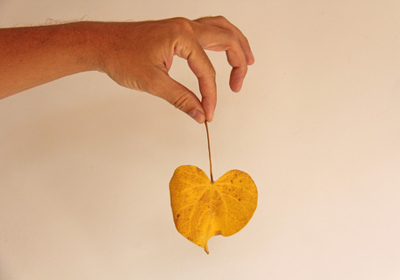 Yellow leaf of a tree in the shape of a heart. A hand holds a sheet.