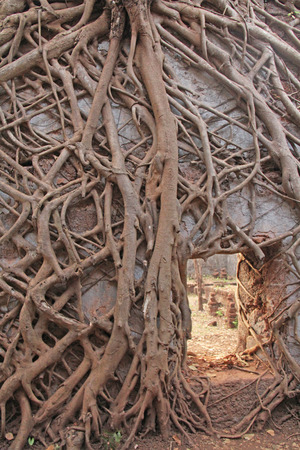 Redi Fort. The roots were grown up with the brick walls of the fortress. India, GOA. Entrance. Trees are parasites.の写真素材