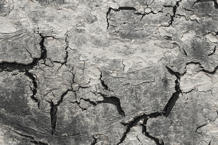 Black Cracks on White and Gray Background. Gray and White Background. Barren Earth. Dry Cracked Earth Background. Soil In Cracks.Creviced Texture. Drought Land. Environment Drought.の写真素材
