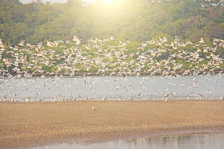 A flock of white gulls flies over the sea, on the beach. A large flock of birds. Gulls in India, GOA. A beautiful flock of birds.の写真素材
